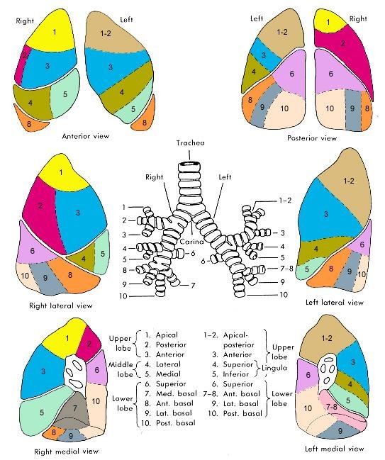 anatomia-pulmonar