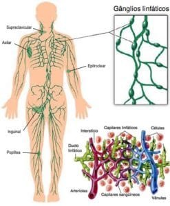 Onde ficam nossos gânglios linfáticos?
