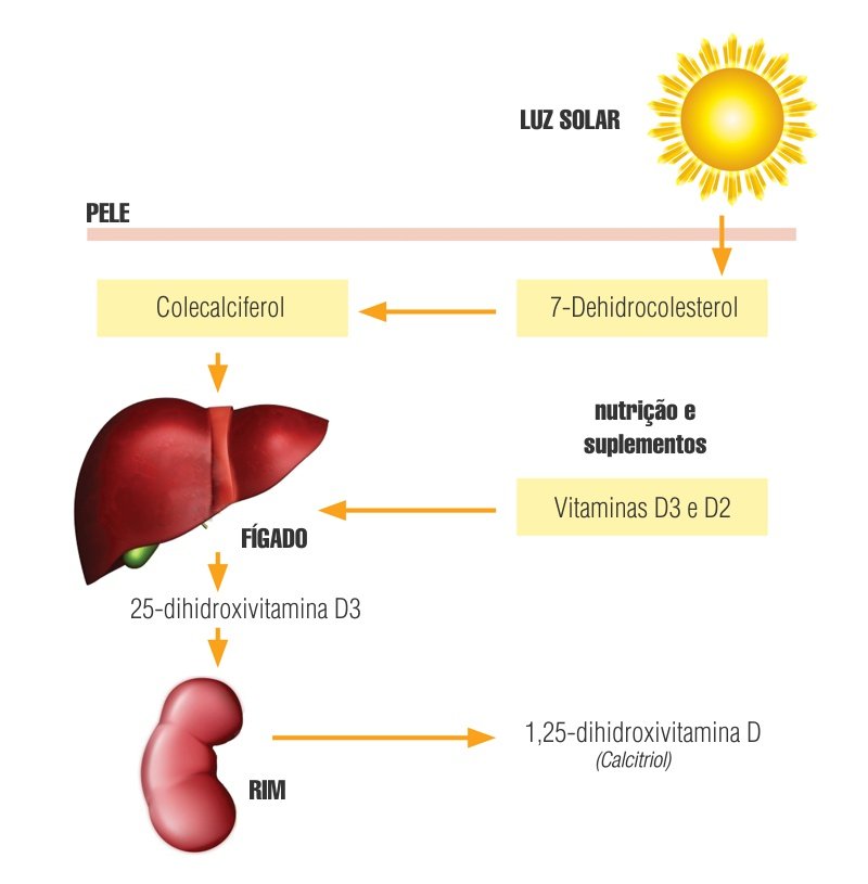 Síntese e Metabolismo da Vitamina D