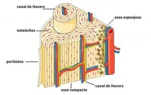 Vascularizacao Ossea 2- PortalPed