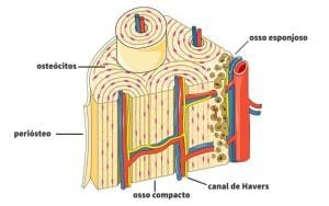 Vascularizacao Ossea - PortalPed