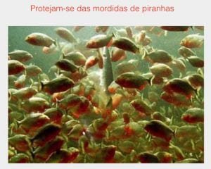 mordida das piranhas