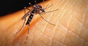 mosquito culex zika virus