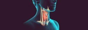 tireoide hormonio desregulador endocrino