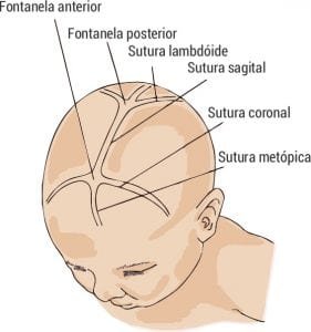 fontanela e suturas - pediatria
