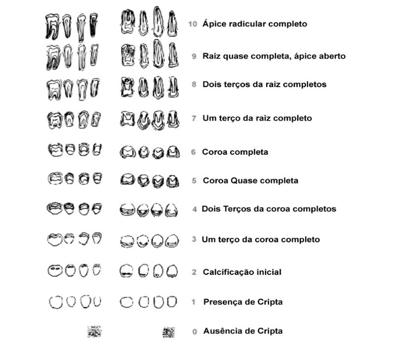 Ortodontia - Robert E. Moyers - fases do dente