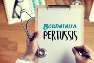 bordetella pertussis coqueluche artigo