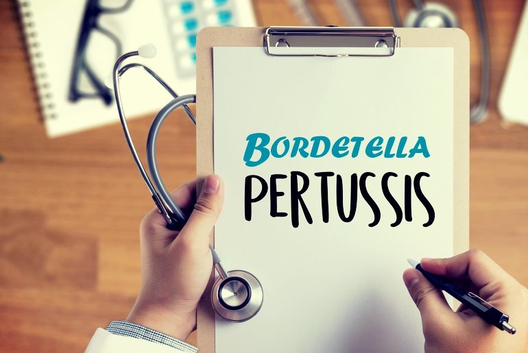 bordetella pertussis coqueluche artigo