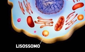 lisossomo - tay-sachs