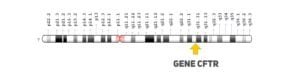 gene CTFR - fibrose cistica