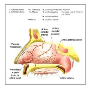 Suprimento sanguineo do septo nasal