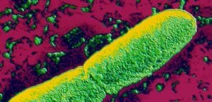 Yersinia pestis BACILO peste negra