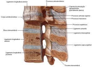 a coluna vertebral - anatomia