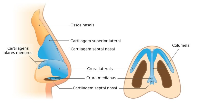 anatomia nasal