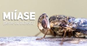 Miiase bicheira ou berne - pediatria PortalPed